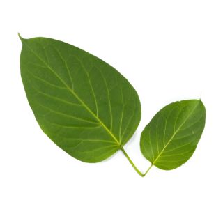 Extracto de gymnema sylvestre